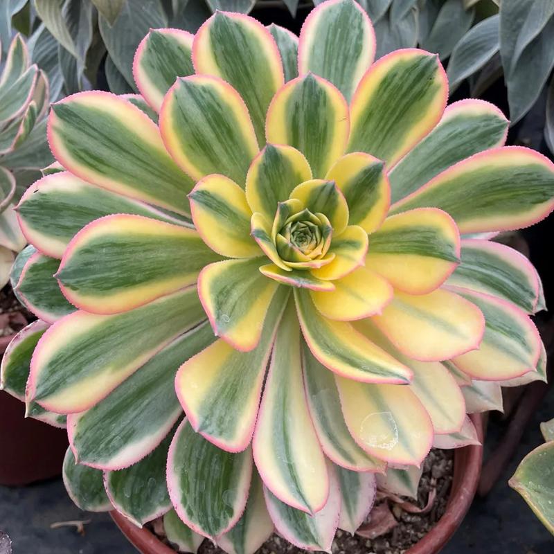 D36 Succulent Aeonium Sunburst - View 12 from www redcrocus com