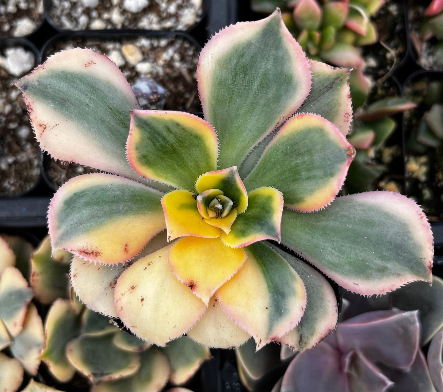 D36 Succulent Aeonium Sunburst - View 13 from www redcrocus com