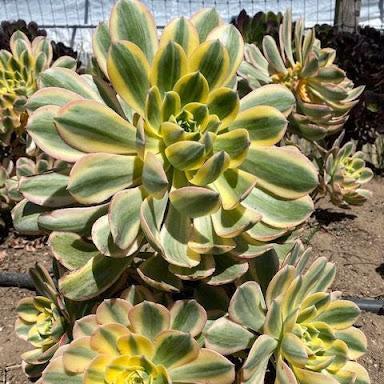 D36 Succulent Aeonium Sunburst - View 15 from www redcrocus com