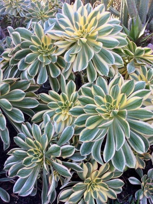 D36 Succulent Aeonium Sunburst - View 18 from www redcrocus com