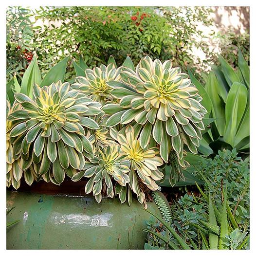 D36 Succulent Aeonium Sunburst - View 26 from www redcrocus com