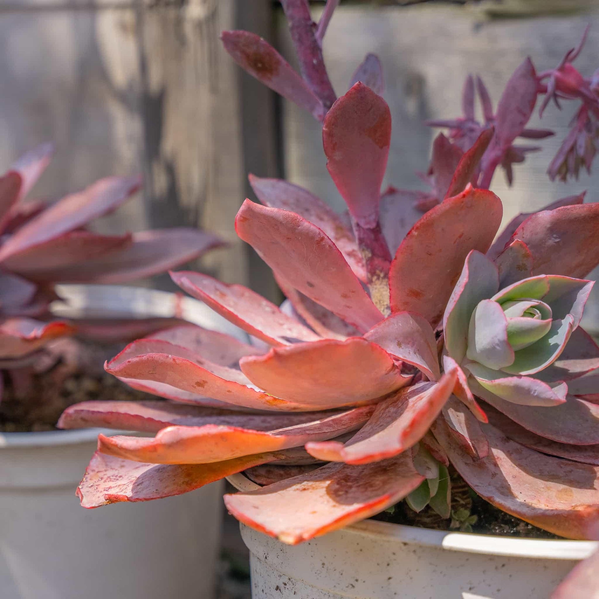 D36 Succulent Aeonium Sunburst - View 33 from www redcrocus com