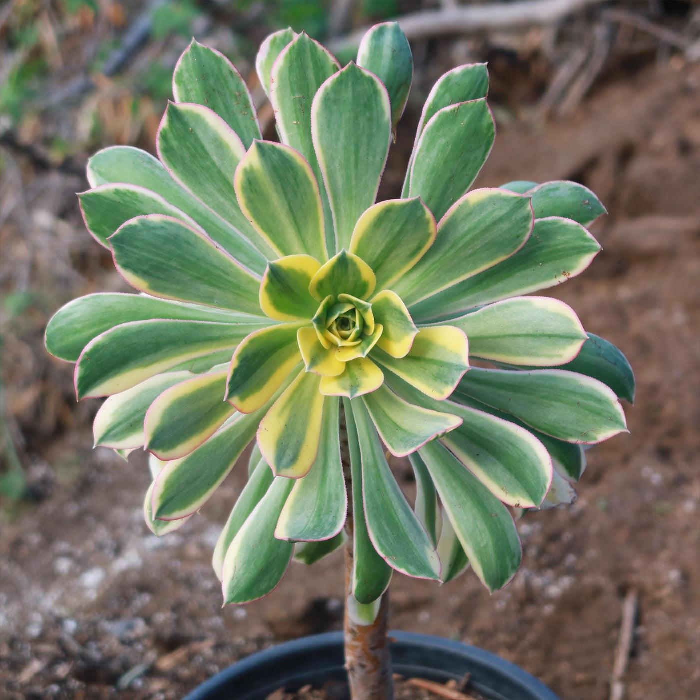 D36 Succulent Aeonium Sunburst - View 3 from www redcrocus com
