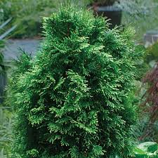 RedCrocus Thuja occidentalis Emerald Squeeze Live Plant, Compact Columnar Evergreen Arborvitae for Privacy Hedges, Entries & Containers  4" Pot