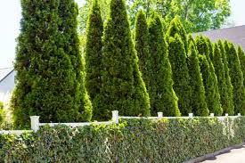 RedCrocus Thuja occidentalis Emerald Squeeze Live Plant, Compact Columnar Evergreen Arborvitae for Privacy Hedges, Entries & Containers  4" Pot