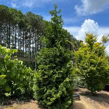 RedCrocus Thuja occidentalis Emerald Squeeze Live Plant, Compact Columnar Evergreen Arborvitae for Privacy Hedges, Entries & Containers  4" Pot