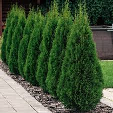 RedCrocus Thuja occidentalis Emerald Squeeze Live Plant, Compact Columnar Evergreen Arborvitae for Privacy Hedges, Entries & Containers  4" Pot