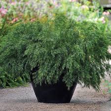 RedCrocus Thuja occidentalis Emerald Squeeze Live Plant, Compact Columnar Evergreen Arborvitae for Privacy Hedges, Entries & Containers  4" Pot