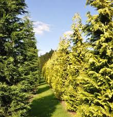 RedCrocus Chamaecyparis lawsoniana Golden Surprise Live Evergreen Conifer for Hedges, Privacy Screens, Containers & Mixed Borders  1 Gallon Nursery Pot