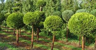 RedCrocus Chamaecyparis lawsoniana Golden Surprise Live Evergreen Conifer for Hedges, Privacy Screens, Containers & Mixed Borders  1 Gallon Nursery Pot