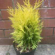 RedCrocus Chamaecyparis lawsoniana Golden Surprise Live Evergreen Conifer for Hedges, Privacy Screens, Containers & Mixed Borders  1 Gallon Nursery Pot