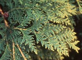 RedCrocus Chamaecyparis lawsoniana Golden Surprise Live Evergreen Conifer for Hedges, Privacy Screens, Containers & Mixed Borders  1 Gallon Nursery Pot