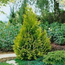 RedCrocus Chamaecyparis lawsoniana Golden Surprise Live Evergreen Conifer for Hedges, Privacy Screens, Containers & Mixed Borders  1 Gallon Nursery Pot