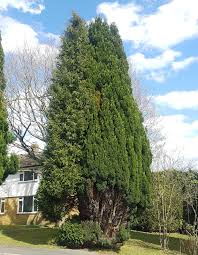 RedCrocus Chamaecyparis lawsoniana Golden Surprise Live Evergreen Conifer for Hedges, Privacy Screens, Containers & Mixed Borders  1 Gallon Nursery Pot