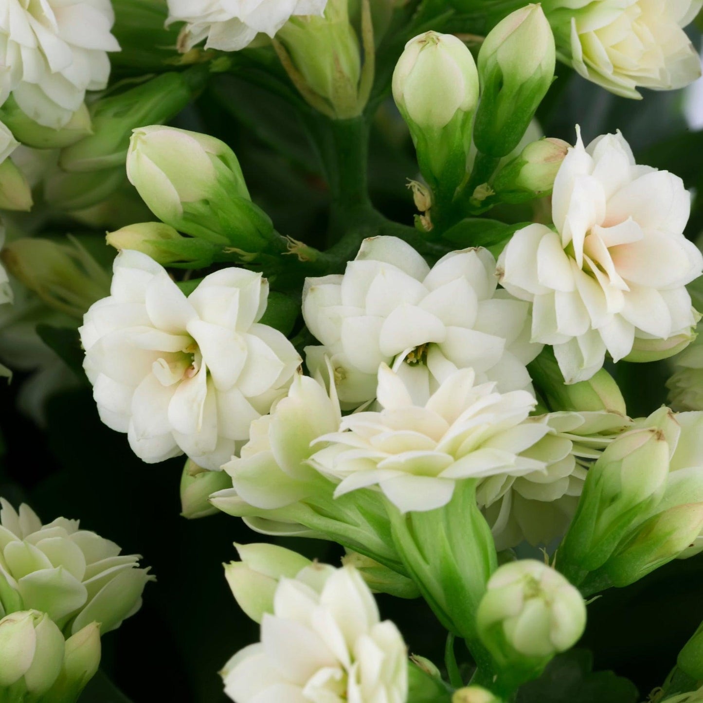 E46 Kalanchoe Calandiva White - View 10 from www redcrocus com