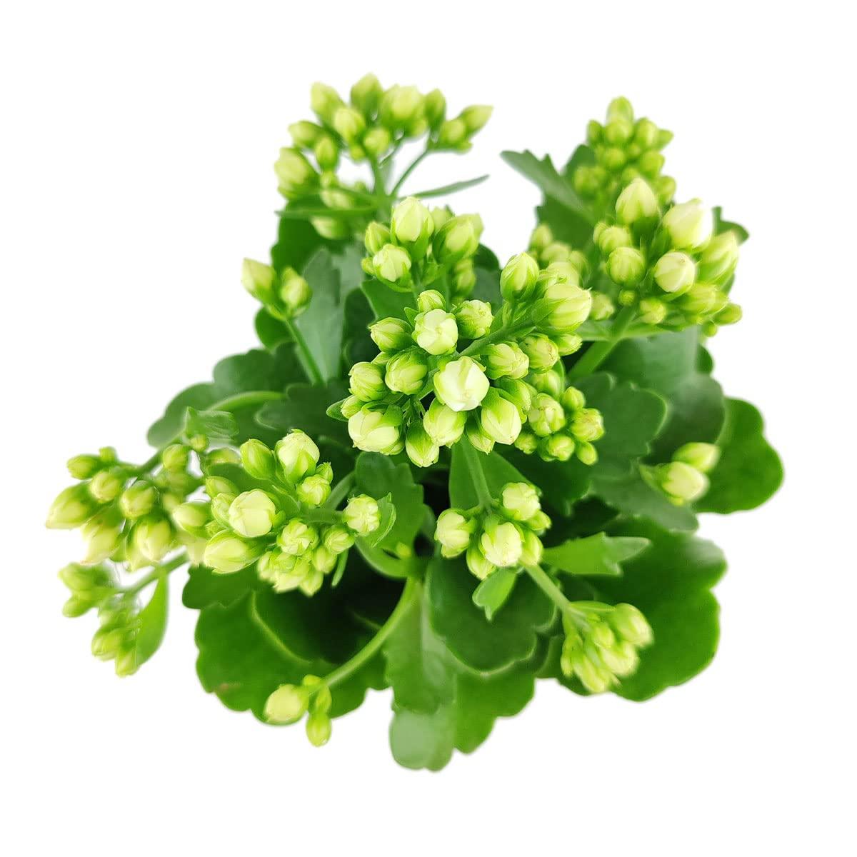 E46 Kalanchoe Calandiva White - View 12 from www redcrocus com