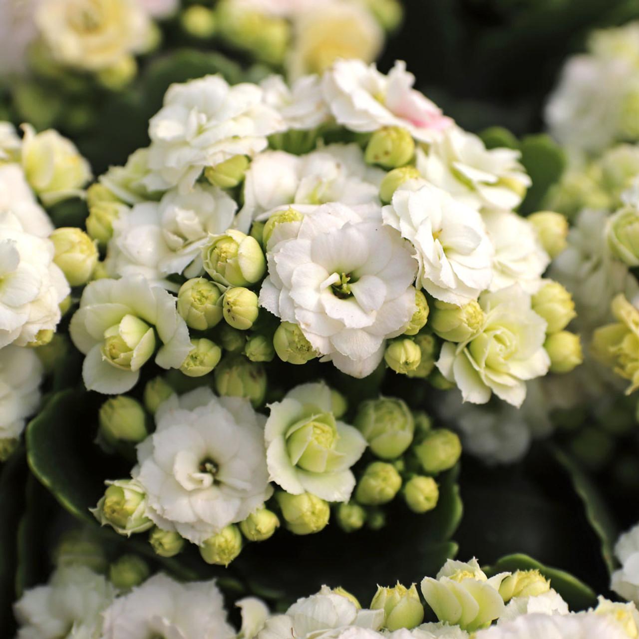 E46 Kalanchoe Calandiva White - View 14 from www redcrocus com