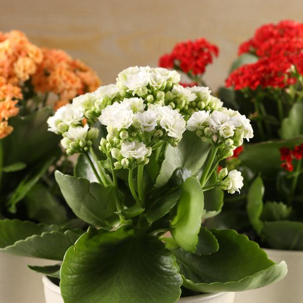 E46 Kalanchoe Calandiva White - View 16 from www redcrocus com
