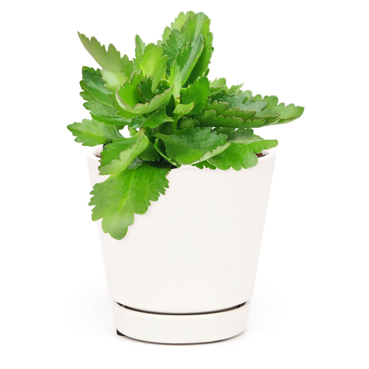 E46 Kalanchoe Calandiva White - View 17 from www redcrocus com