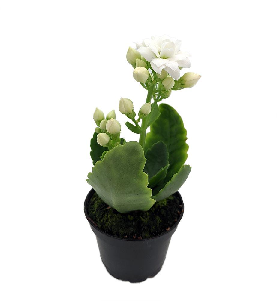 E46 Kalanchoe Calandiva White - View 20 from www redcrocus com