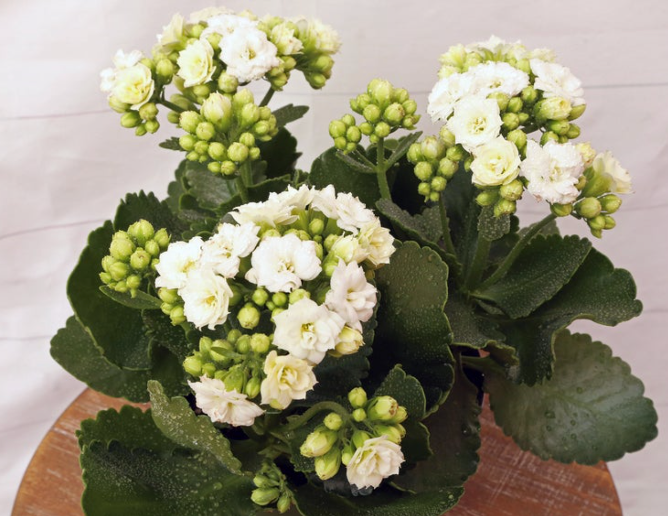 E46 Kalanchoe Calandiva White - View 22 from www redcrocus com