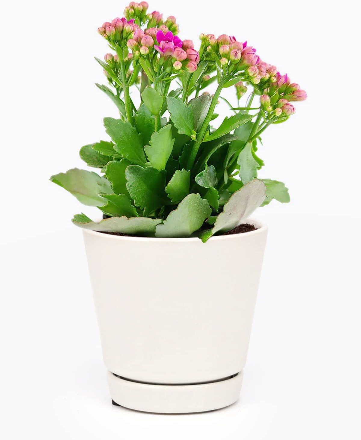 E46 Kalanchoe Calandiva White - View 29 from www redcrocus com