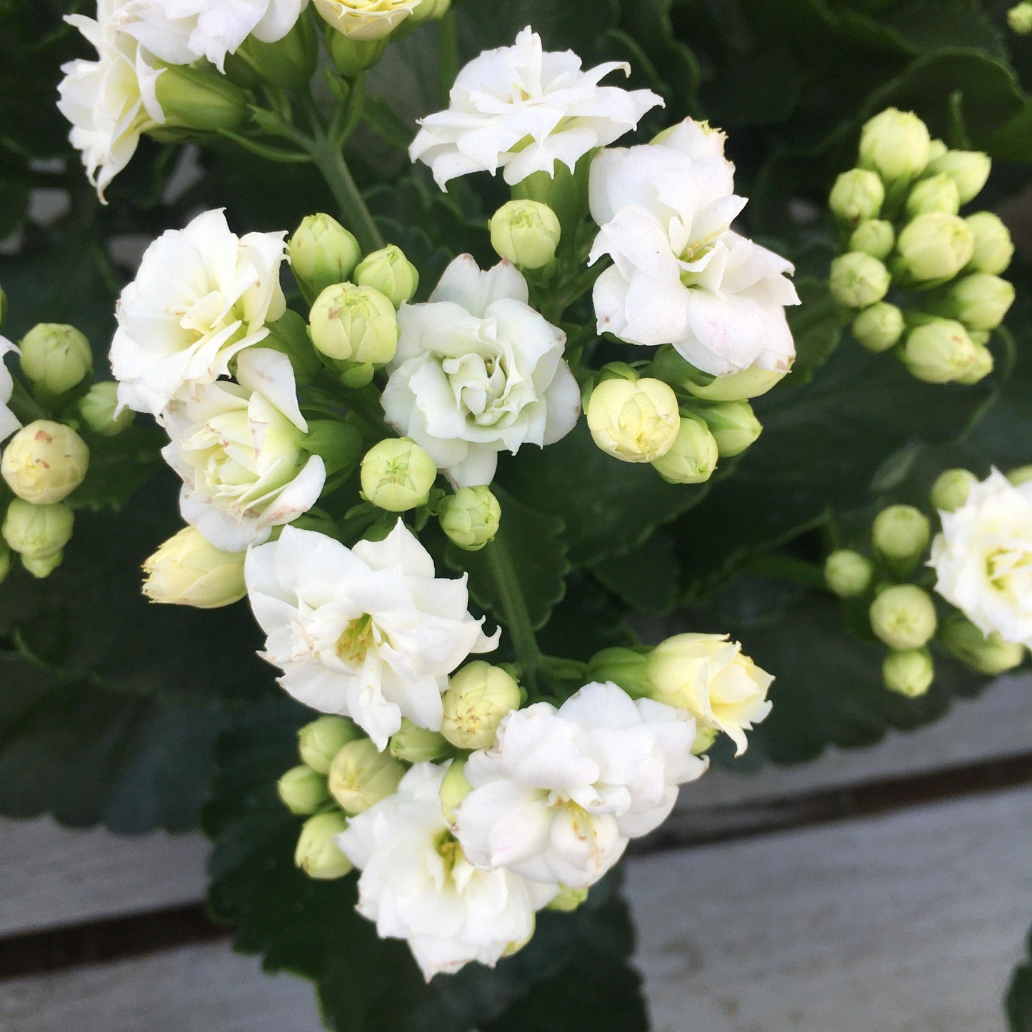 E46 Kalanchoe Calandiva White - View 4 from www redcrocus com