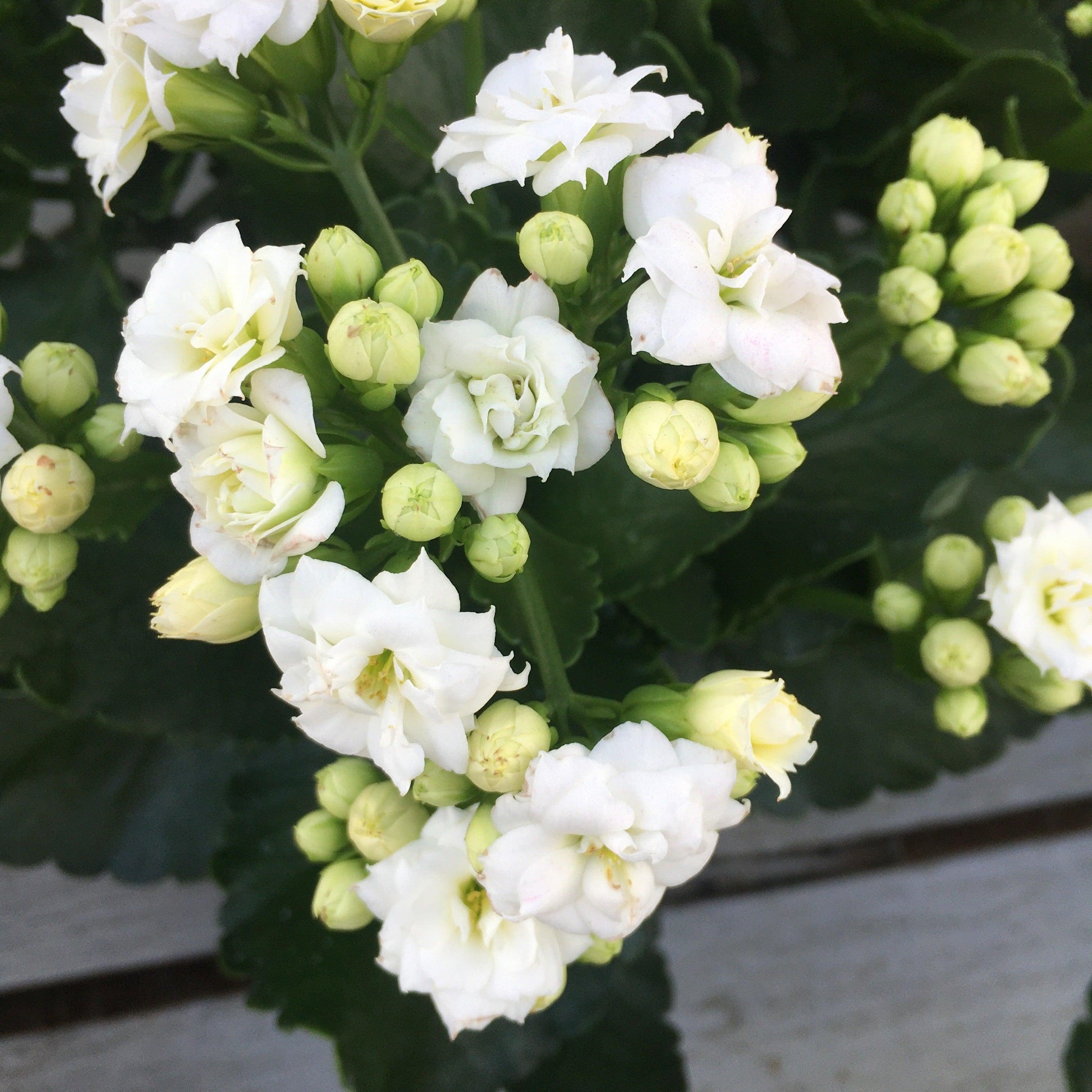 E46 Kalanchoe Calandiva White - View 4 from www redcrocus com