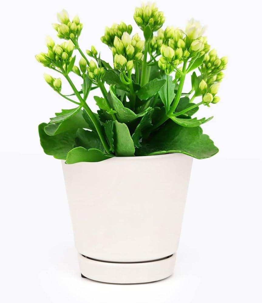 E46 Kalanchoe Calandiva White - View 5 from www redcrocus com