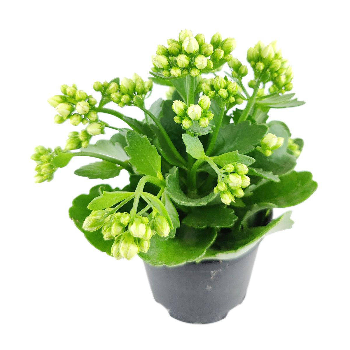 E46 Kalanchoe Calandiva White - View 8 from www redcrocus com