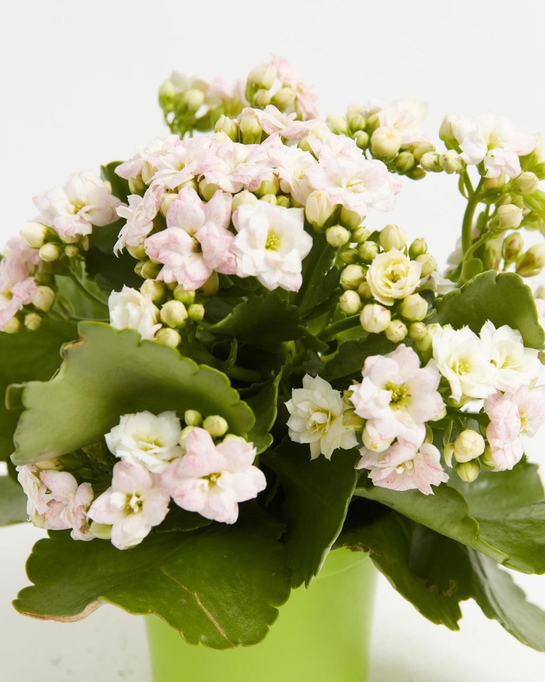E46 Kalanchoe Calandiva White - View 9 from www redcrocus com