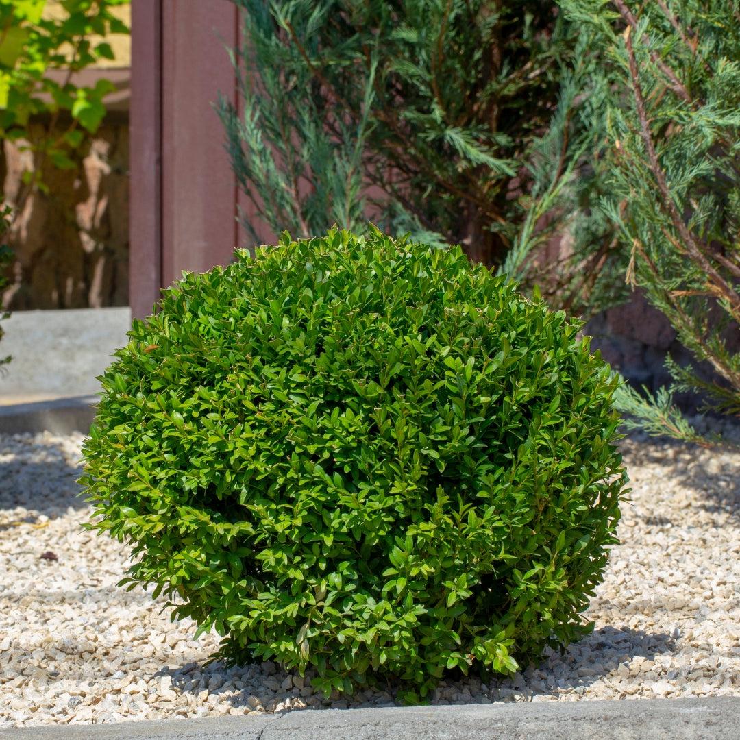 E66 Buxus Baby Gem Ball - View 10 from www redcrocus com