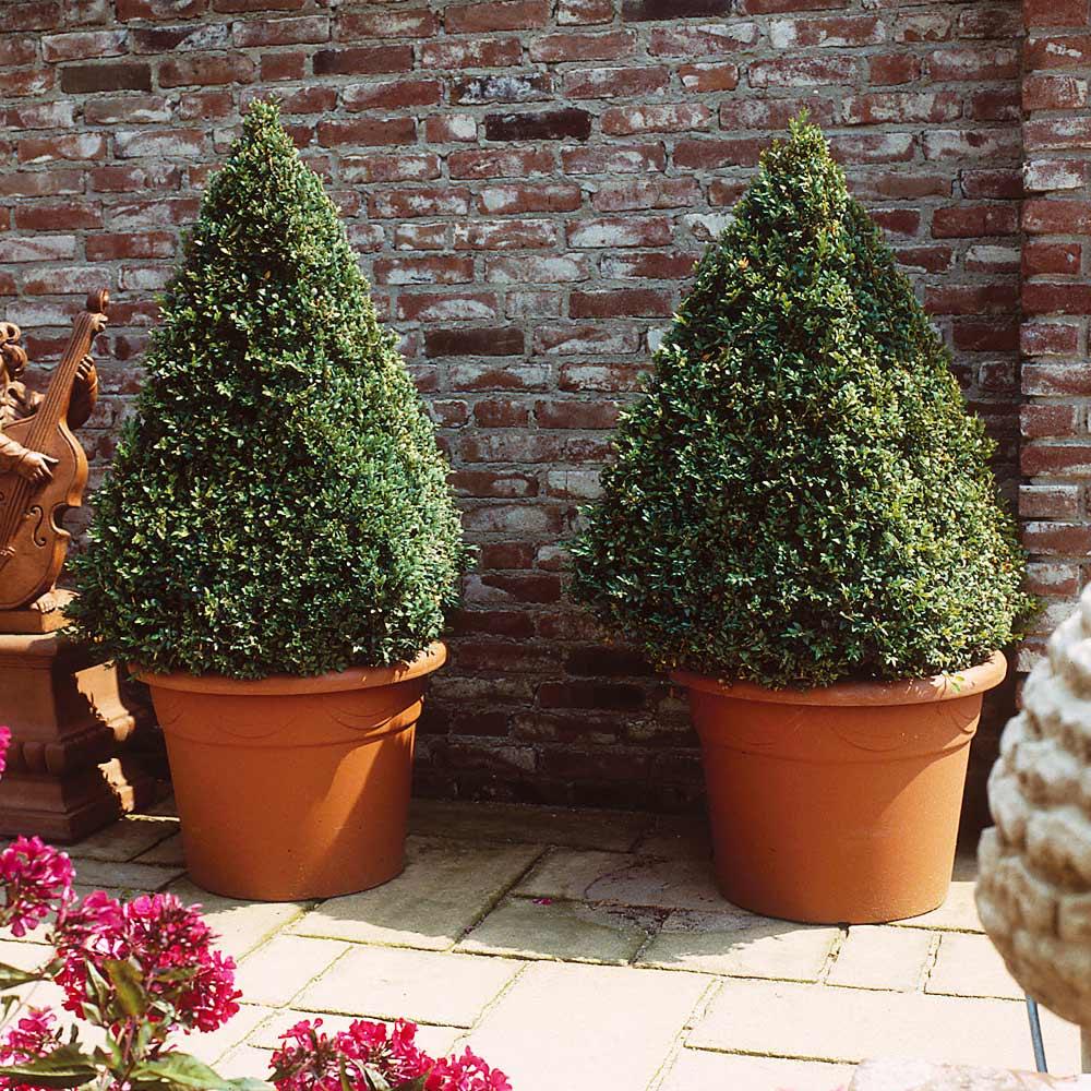 E66 Buxus Baby Gem Ball - View 11 from www redcrocus com