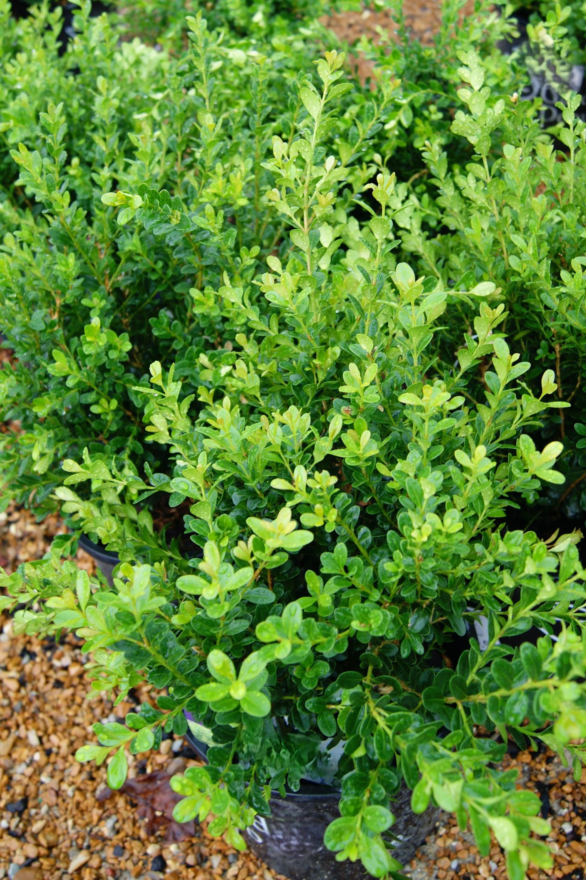 E66 Buxus Baby Gem Ball - View 13 from www redcrocus com