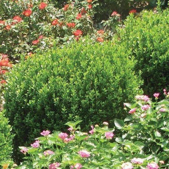 E66 Buxus Baby Gem Ball - View 14 from www redcrocus com