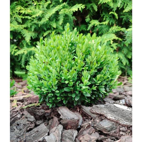 E66 Buxus Baby Gem Ball - View 16 from www redcrocus com