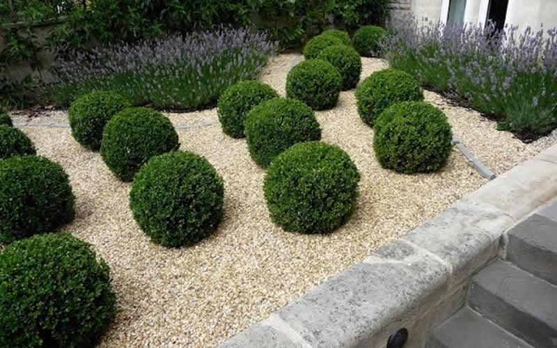 E66 Buxus Baby Gem Ball - View 17 from www redcrocus com