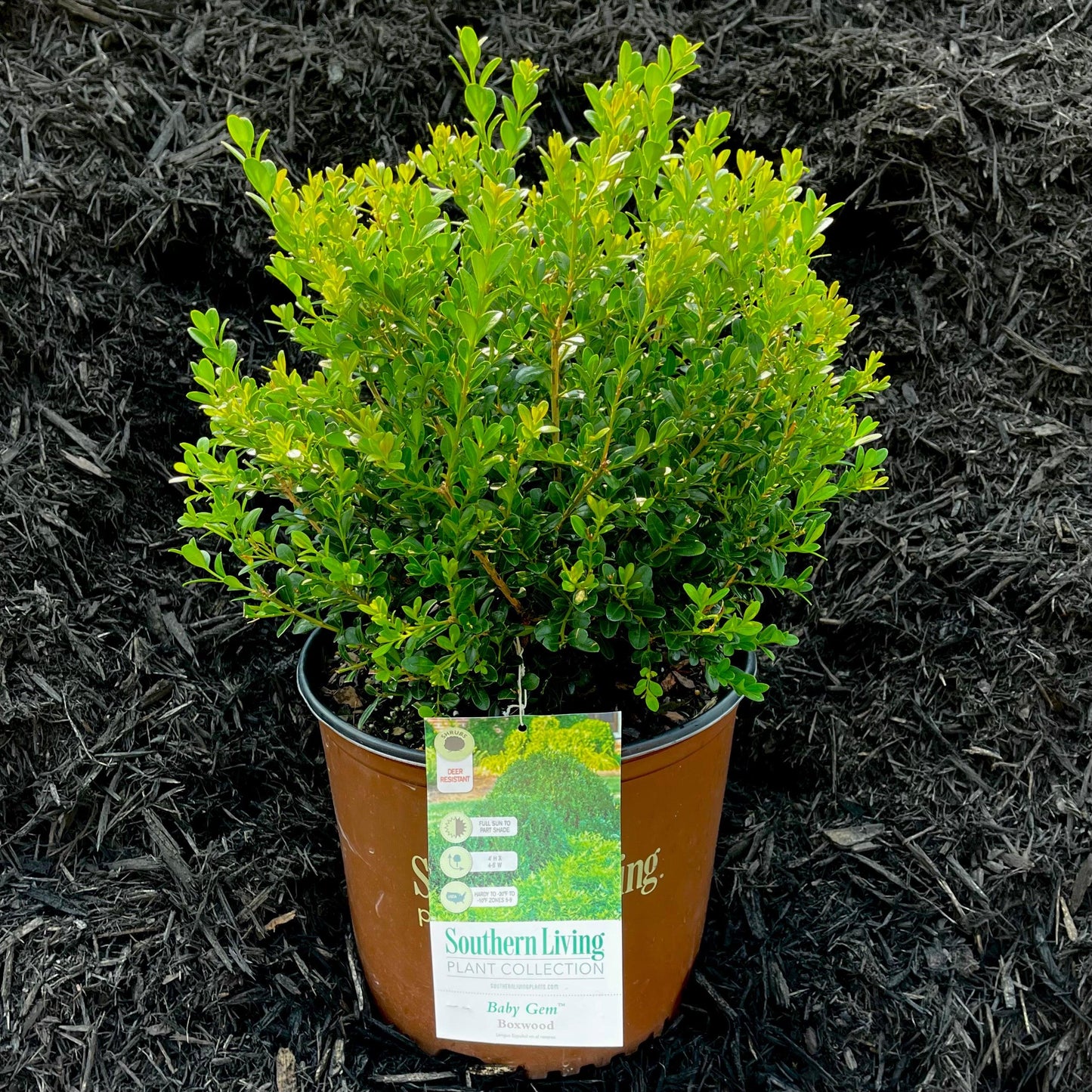 E66 Buxus Baby Gem Ball - View 18 from www redcrocus com