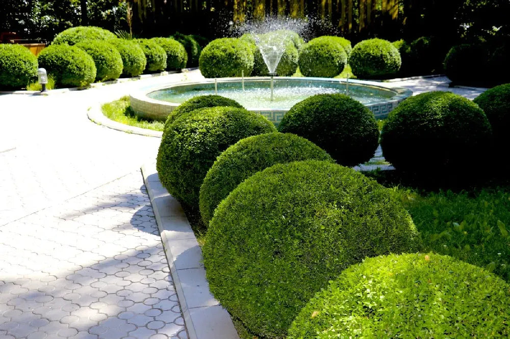 E66 Buxus Baby Gem Ball - View 19 from www redcrocus com