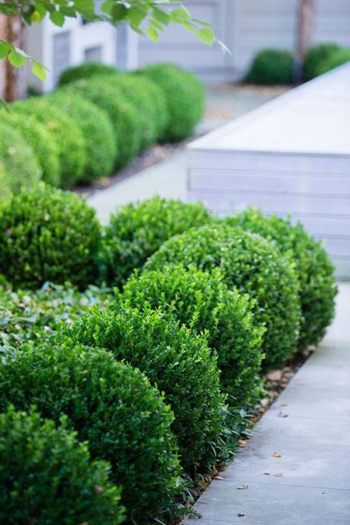E66 Buxus Baby Gem Ball - View 1 from www redcrocus com