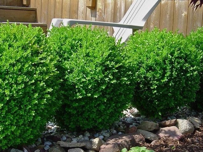 E66 Buxus Baby Gem Ball - View 20 from www redcrocus com