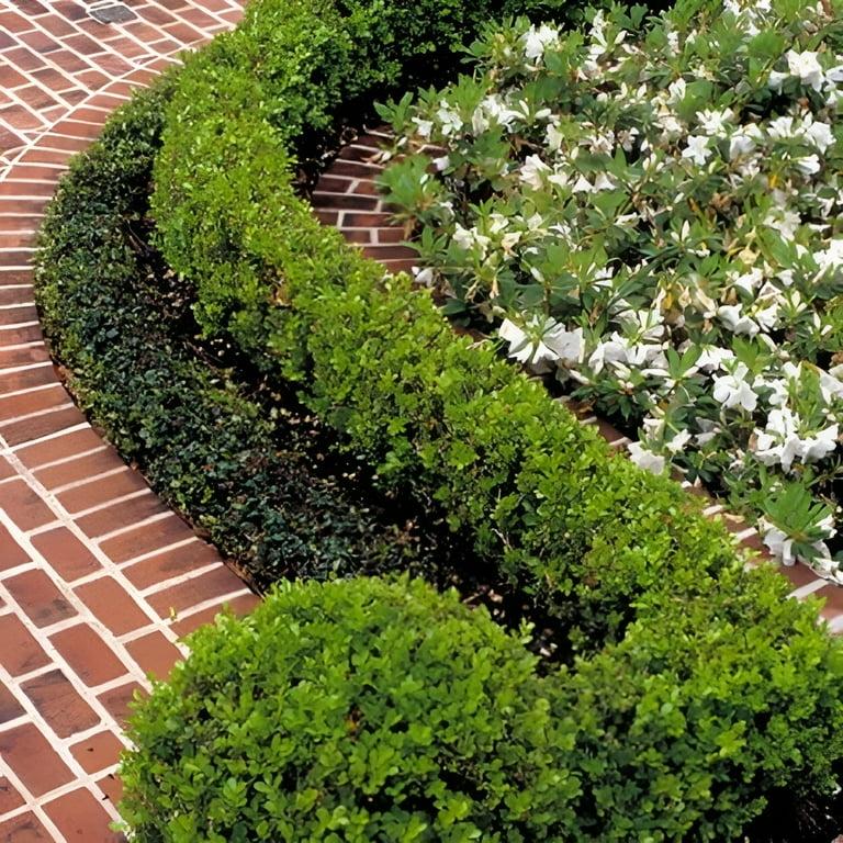 E66 Buxus Baby Gem Ball - View 22 from www redcrocus com