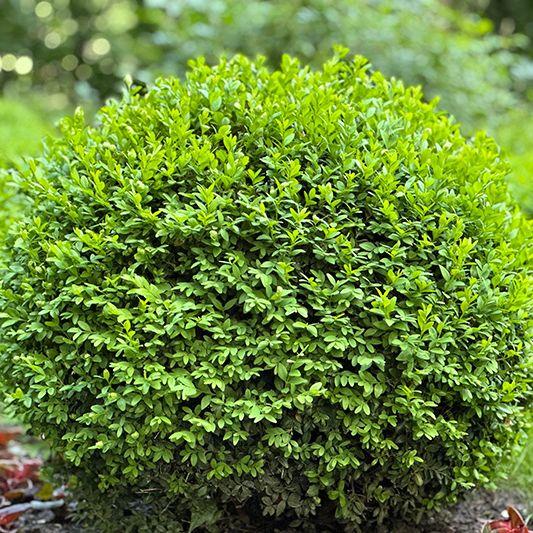 E66 Buxus Baby Gem Ball - View 23 from www redcrocus com