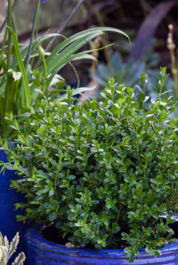 E66 Buxus Baby Gem Ball - View 25 from www redcrocus com