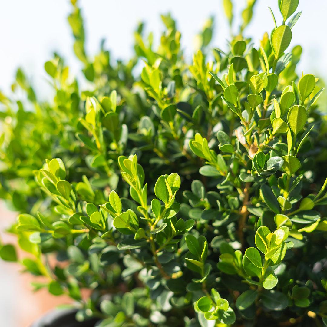 E66 Buxus Baby Gem Ball - View 26 from www redcrocus com