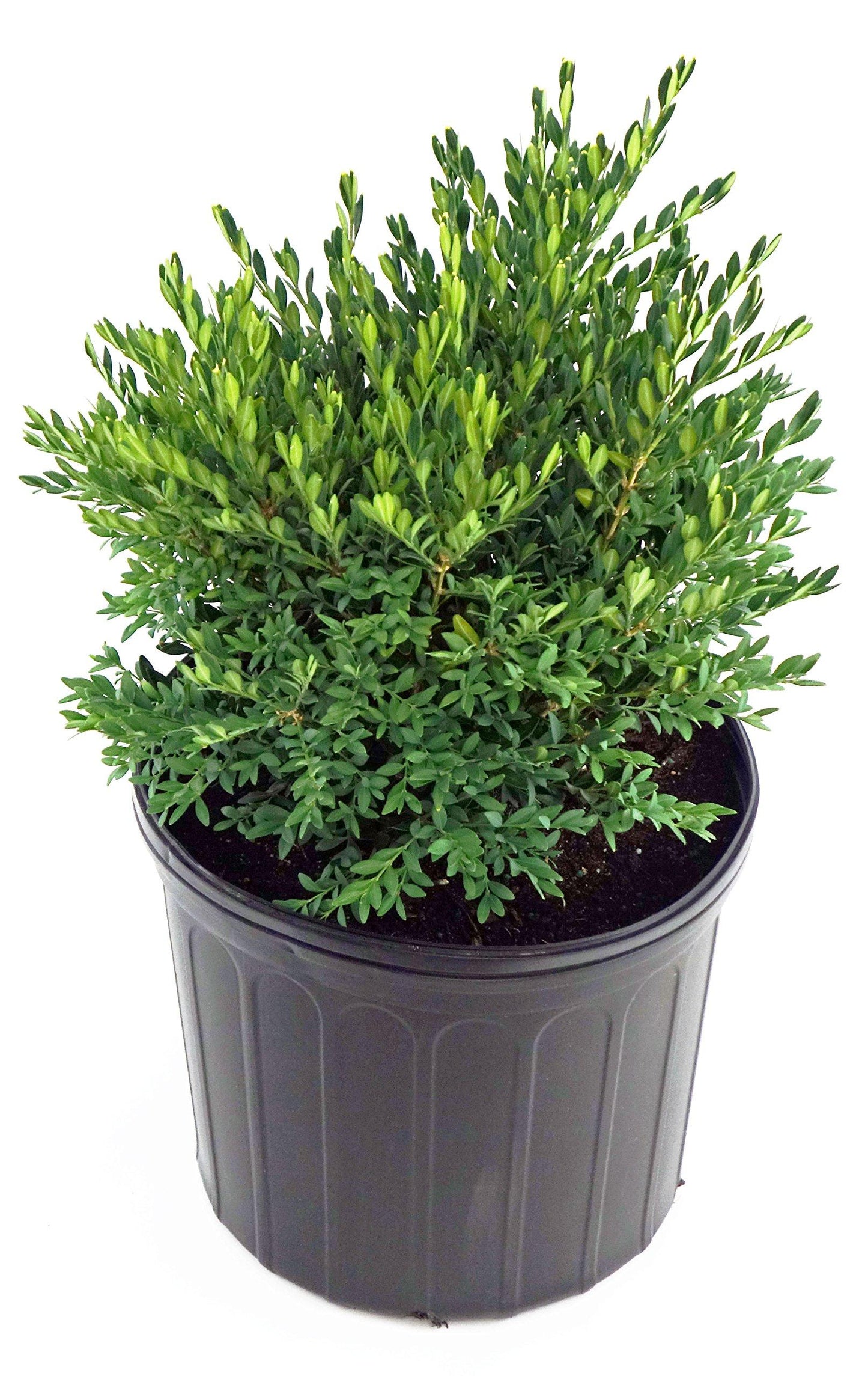 E66 Buxus Baby Gem Ball - View 27 from www redcrocus com