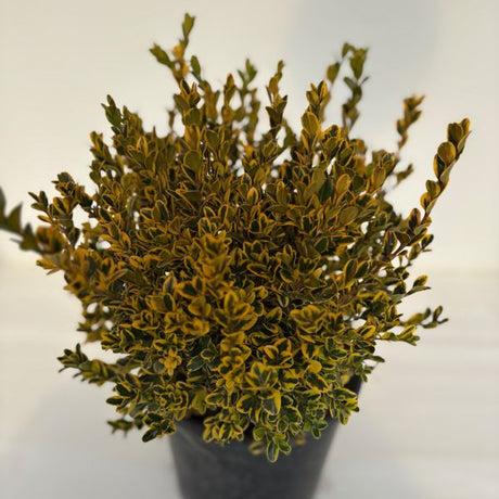 E66 Buxus Baby Gem Ball - View 29 from www redcrocus com