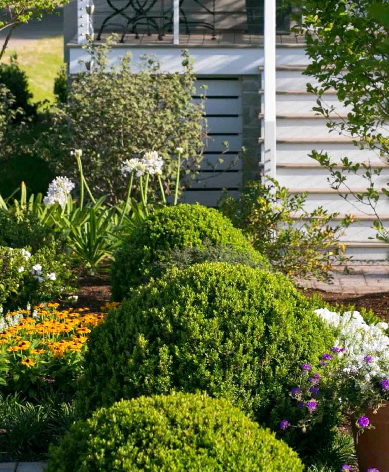 E66 Buxus Baby Gem Ball - View 30 from www redcrocus com