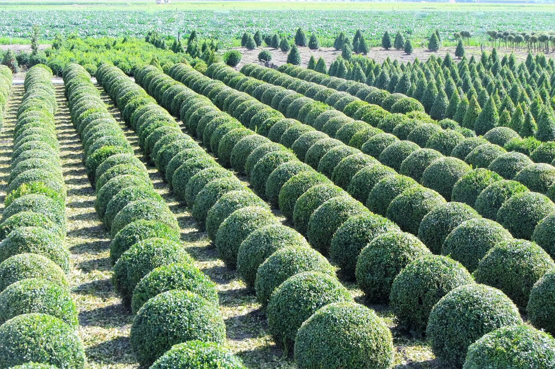 E66 Buxus Baby Gem Ball - View 32 from www redcrocus com