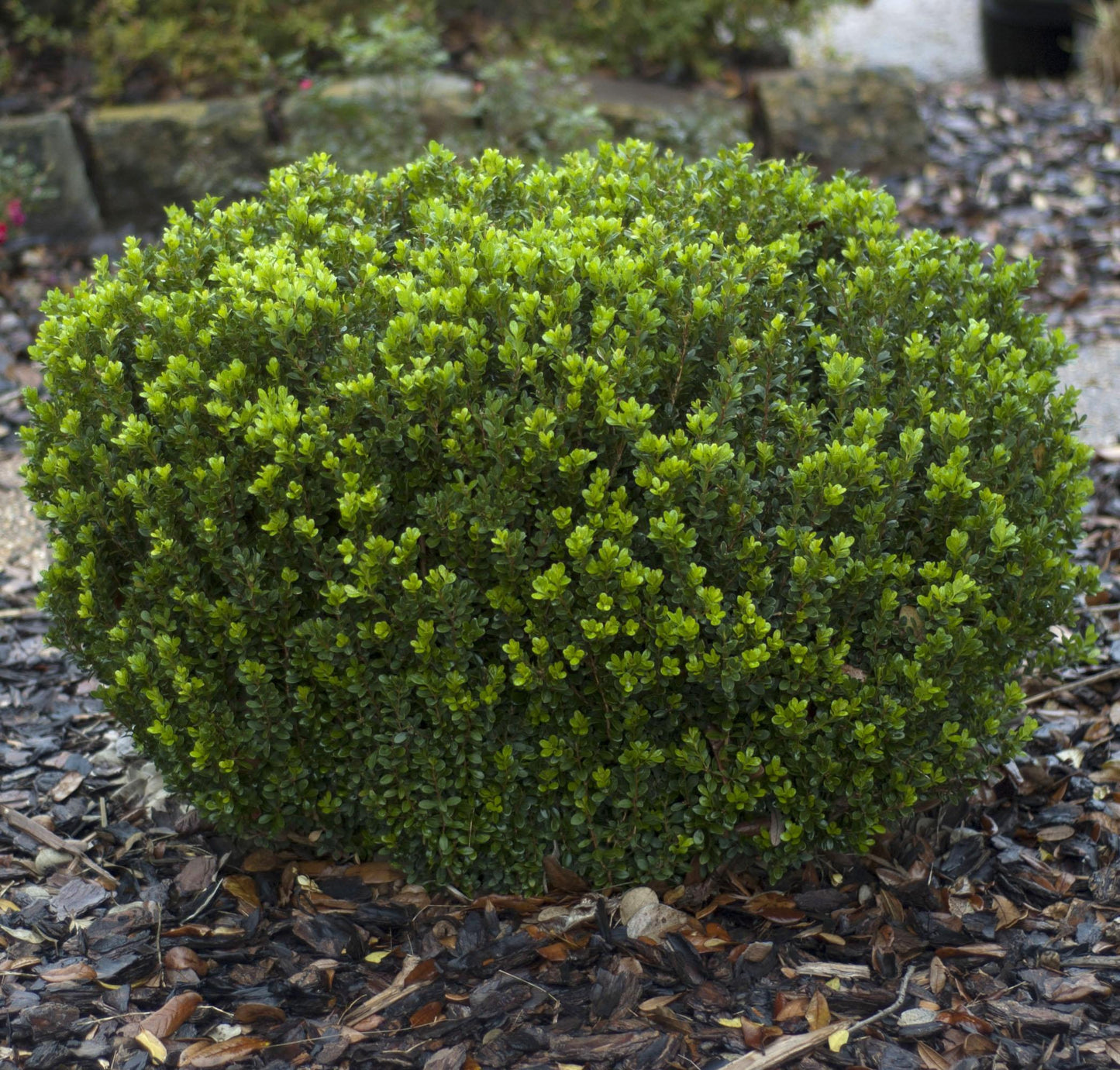 E66 Buxus Baby Gem Ball - View 3 from www redcrocus com
